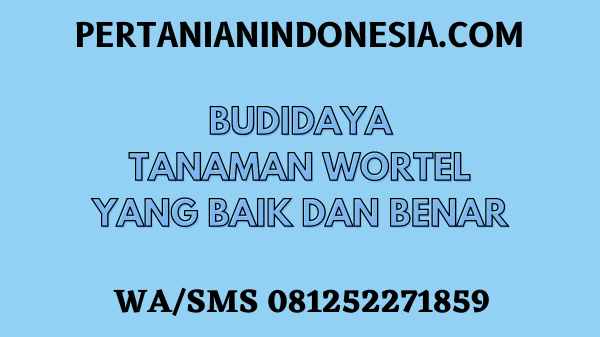 Budidaya Tanaman Wortel Yang Baik Dan Benar